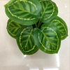 Nine green peacock leaves details Picture